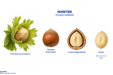 Fruit du Noisetier (noisette)